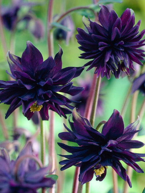 Akelei (Aquilegia) Black Barlow Wurzelnackte Pflanzen 