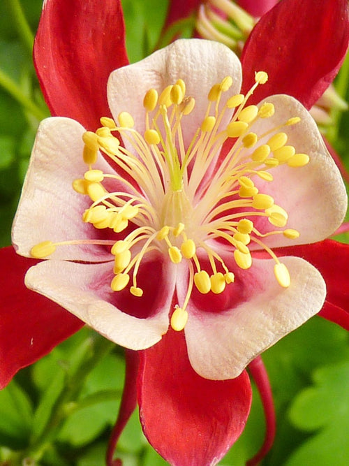 Akelei (Aquilegia) Crimson Star