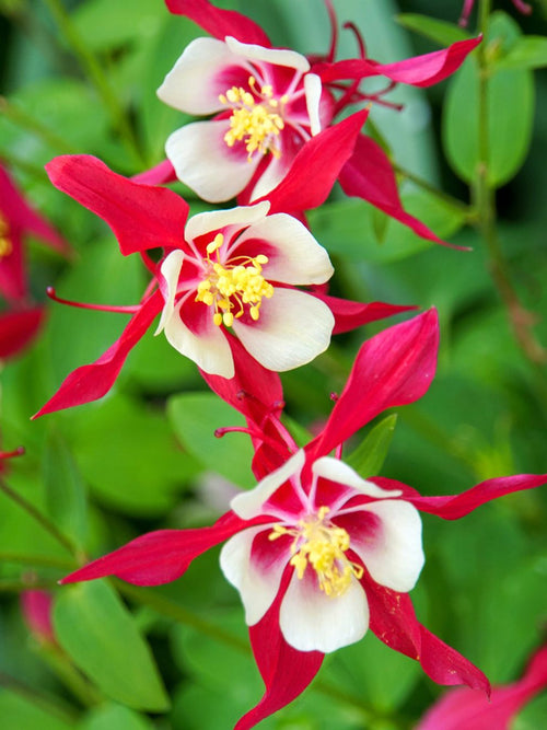 Kaufen Akelei (Aquilegia) Crimson Star