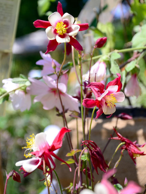 Kaufen Akelei (Aquilegia) Crimson Star