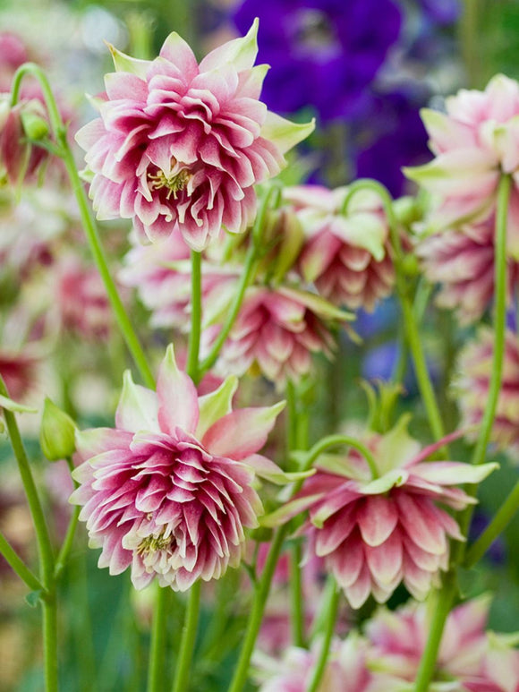 Akelei (Aquilegia) Nora Barlow online kaufen bei DutchGrown™