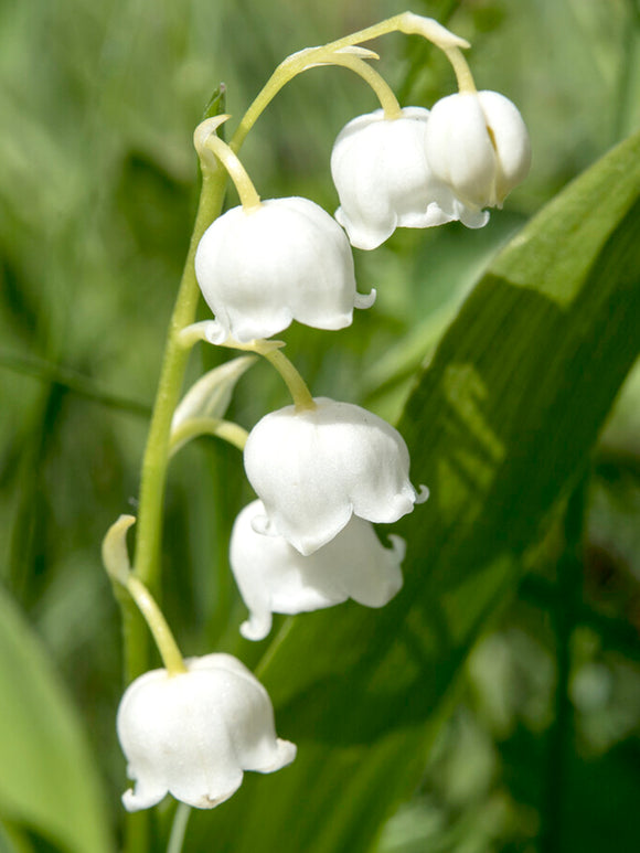 Convallaria majalis, Gewöhnliches Maiglöckchen