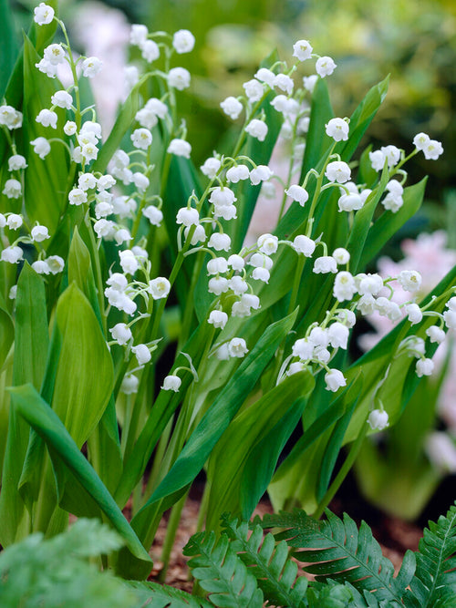 Maiglöckchen (Convallaria majalis) bestellen