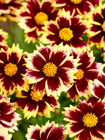 Coreopsis Solar Fancy (Mädchenaugen)