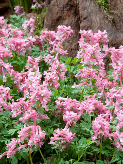 Corydalis solida ‘Beth Evans’ mit zarten rosafarbenen Blüten im Frühling