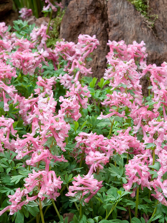 Corydalis solida ‘Beth Evans’ mit zarten rosafarbenen Blüten im Frühling