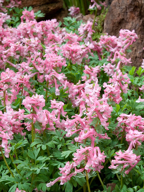 Corydalis solida ‘Beth Evans’ unter Gehölzen mit farnartigem Laub