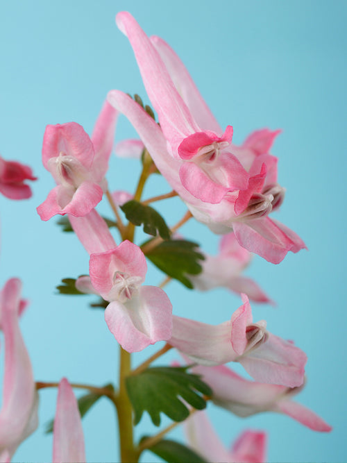 Corydalis solida ‘Beth Evans’ als Unterpflanzung im Waldgarten