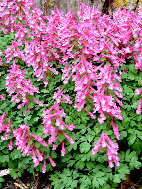 Corydalis solida ‘Beth Evans’ | Zarter Lerchensporn für den Frühling