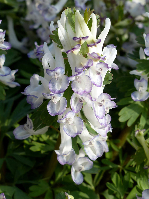 Corydalis solida ‘Merlin’ mit weißen Blüten und violettem Rand