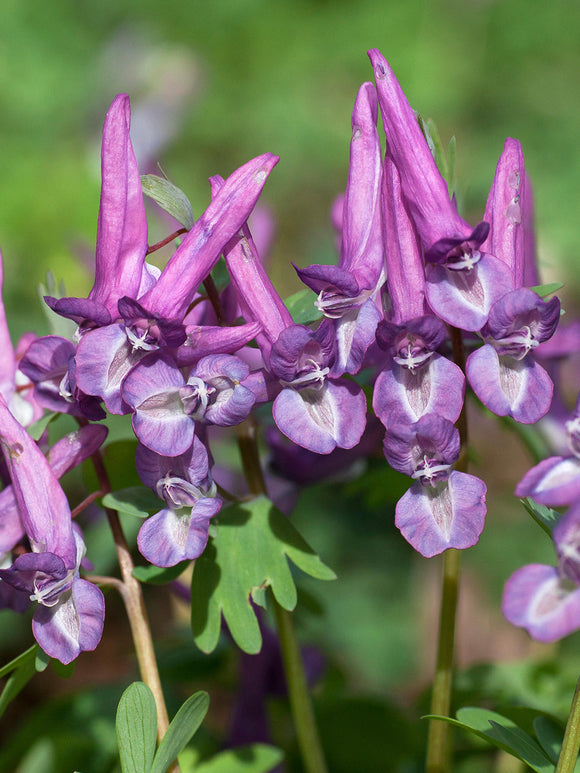 Corydalis solida ‘Purple Bird’ mit violett-purpurnen Blüten im Frühling