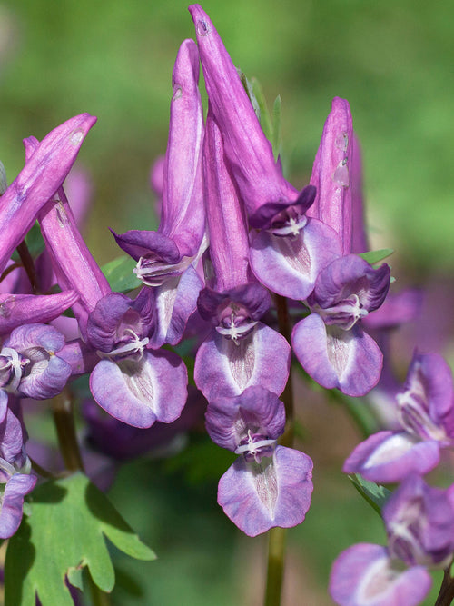Lerchensporn Corydalis ‘Purple Bird’ im schattigen Gartenbeet