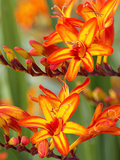 Montbretien Firestars Firestarter (Crocosmia) online bestellen