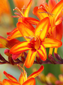 Montbretien Firestars Firestarter (Crocosmia)