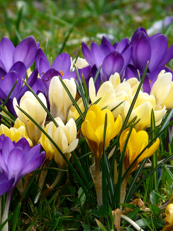 Wildkrokusse blumenzwiebeln Mischung