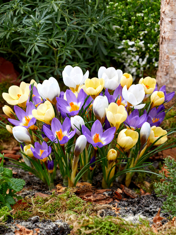 Wildkrokusse blumenzwiebeln Mischung