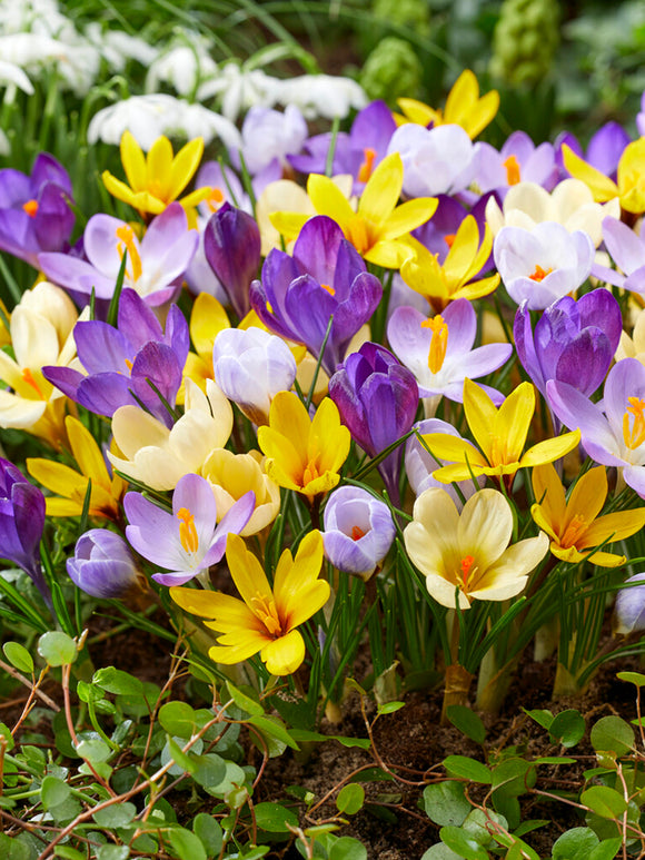 Wildkrokusse blumenzwiebeln Mischung