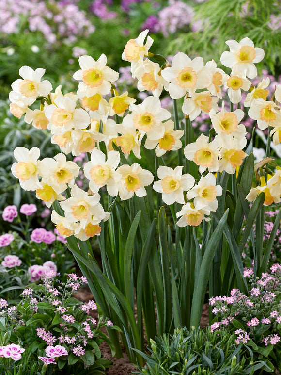 Kompakte Narzisse für den Frühling
