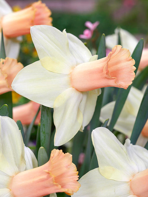 Narzisse ‘Llanfair’ mit cremig weißen Blüten und apricot-rosafarbener Trompete