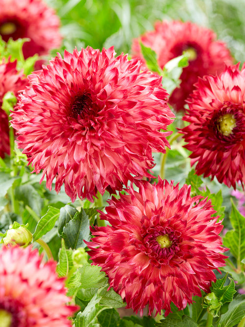 Dahlia Aiyana mit zartem Farbverlauf in Apricot und Rosa