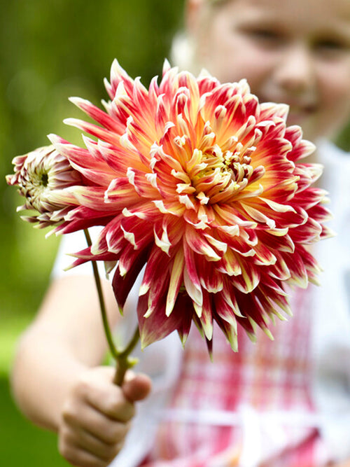 Dahlie Akita Blumenzwiebeln
