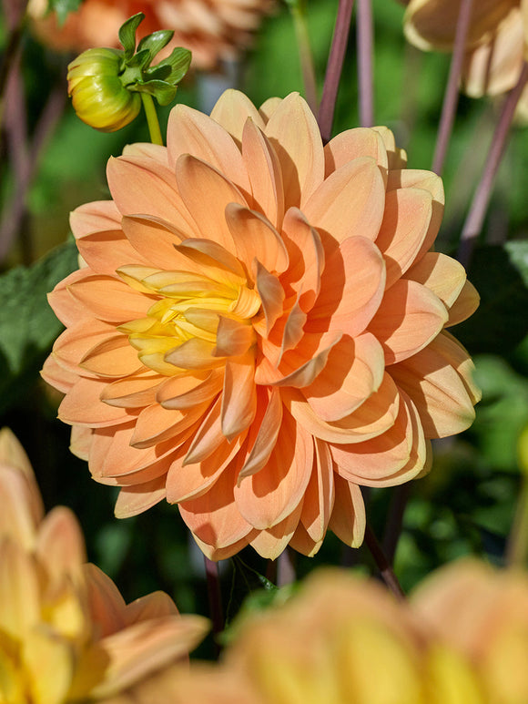 Goldgelbe Dahlie Aladdin’s Lamp im Gartenbeet