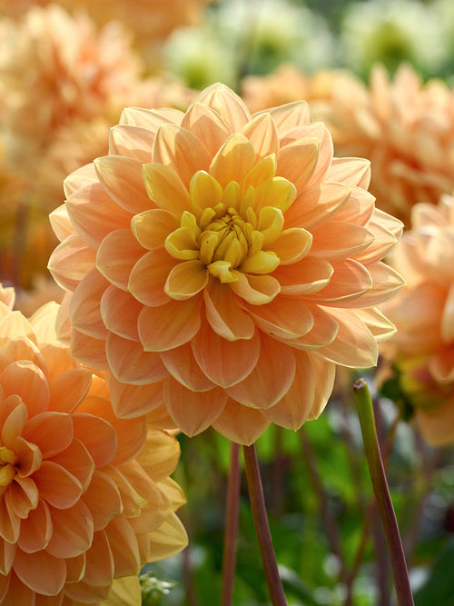Dahlie mit warm gelben Blüten im Sommerlicht