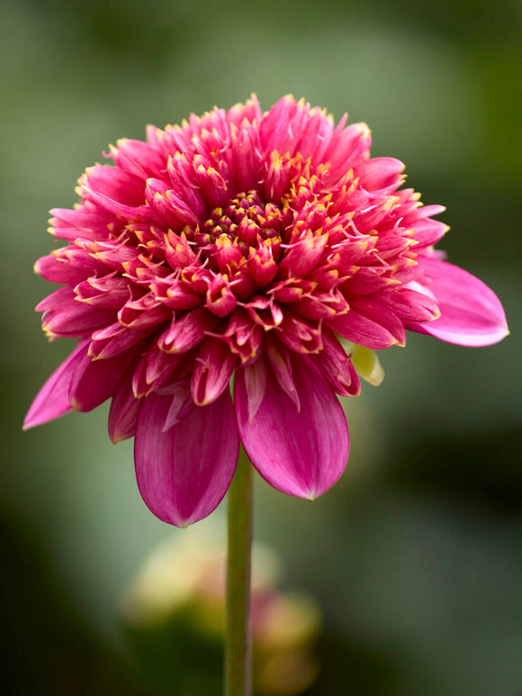 Anemonen-Dahlie Alyshia mit offenem Blütenzentrum