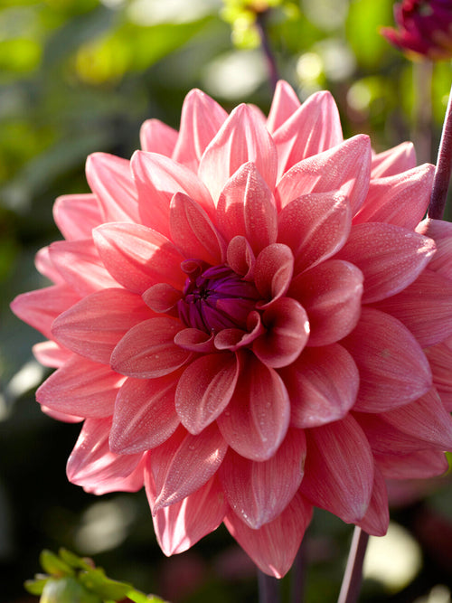 Dekorative Dahlie mit dunkler, eleganter Farbwirkung