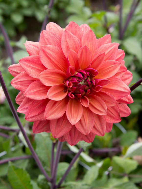 Dahlie American Dawn Blüte im natürlichen Licht