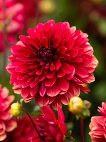 Dahlie Antibes