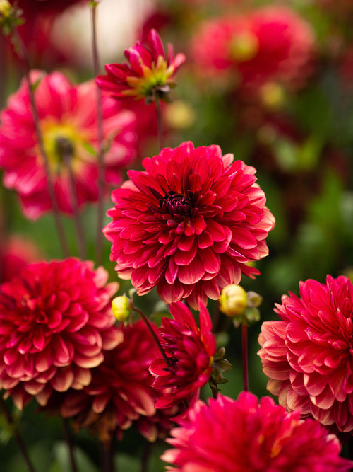 Dahlie Antibes - Dahlien bestellen