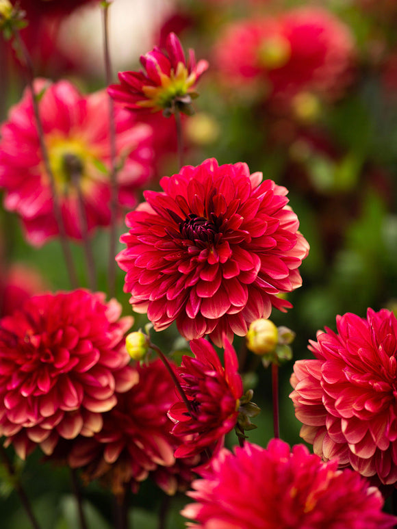 Dahlie Antibes - Dahlien bestellen