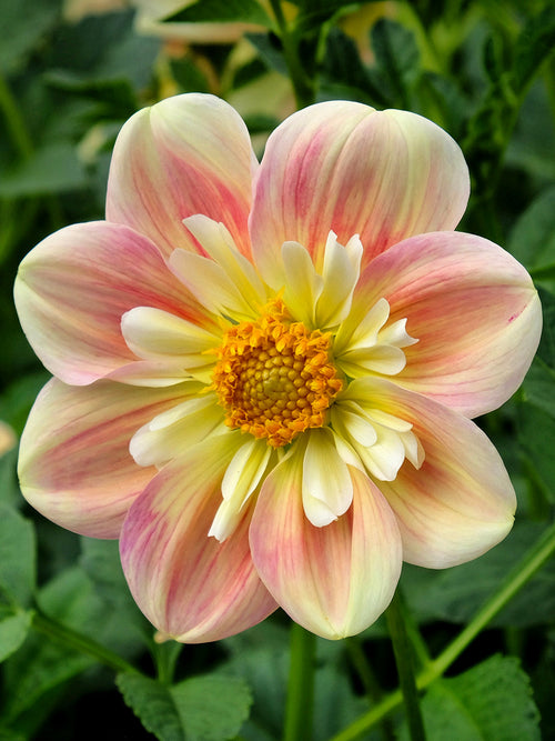 Dahlie ‘April Heather’ mit pastellfarbenen Blüten im Garten