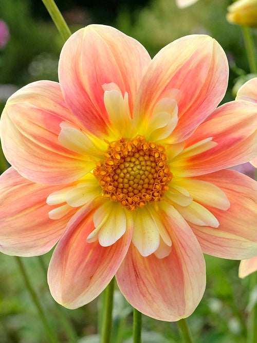 Dahlie April Heather im sommerlichen Staudenbeet