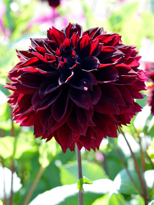 Schwarze Dahlie Arabian Night