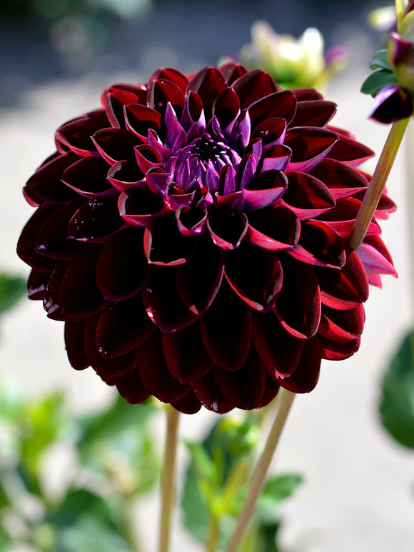 Dahlie Arabian Night - Schwarze Dahlie