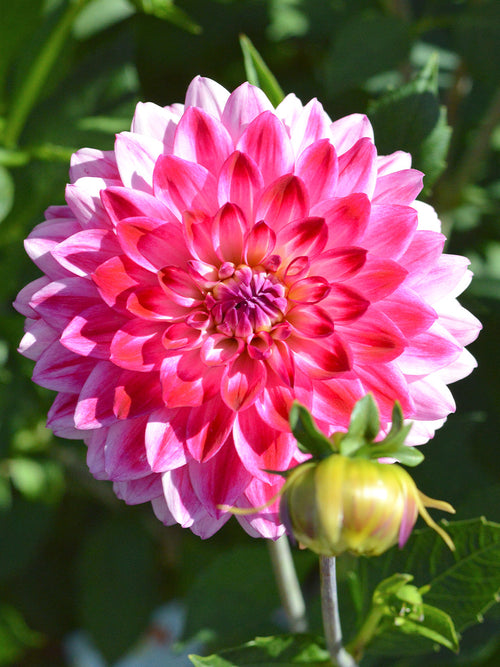 Dahlien kaufen Arthur Hambley