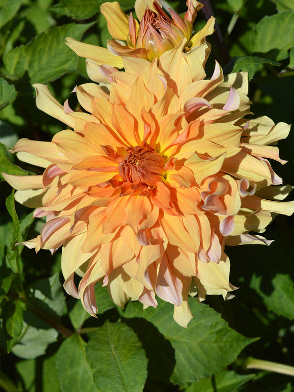 Dahlien bestellen Big Brother