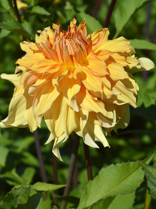 Dahlien Big Brother Knollen