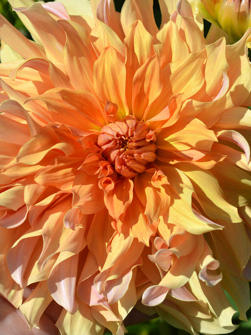 Dahlien Blumenzwiebeln Big Brother