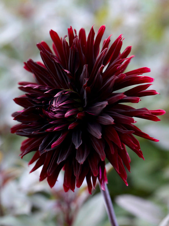 Dahlie Black Jack als elegante Schnittblume