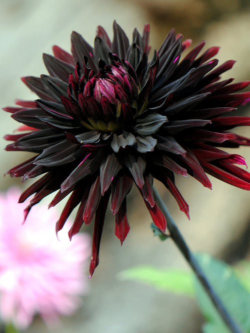 Fast schwarze Dahlienblüte mit spitzen Blütenblättern