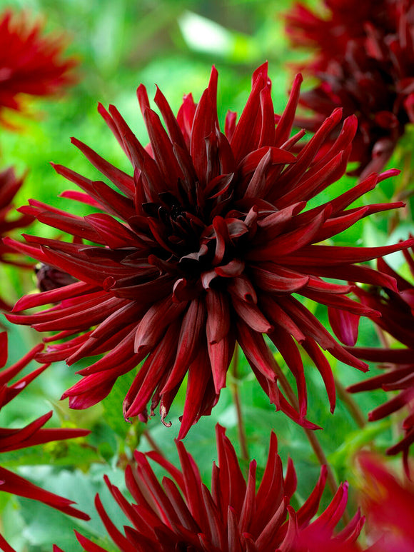 Dahlie Black Narcissus im spätsommerlichen Beet
