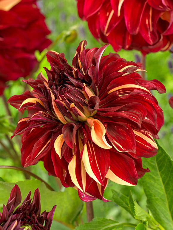 Dahlie Bohemian Spartacus als auffällige Gartenpflanze