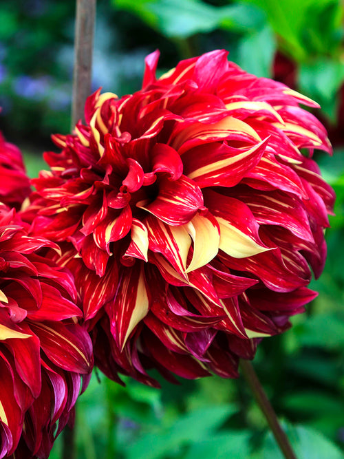 Teller-Dahlie mit riesiger geflammter Blüte