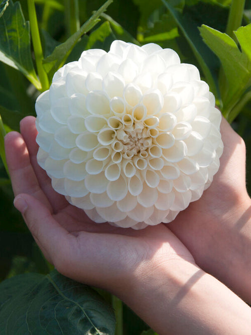 Weiße Dahlie Boom Boom White