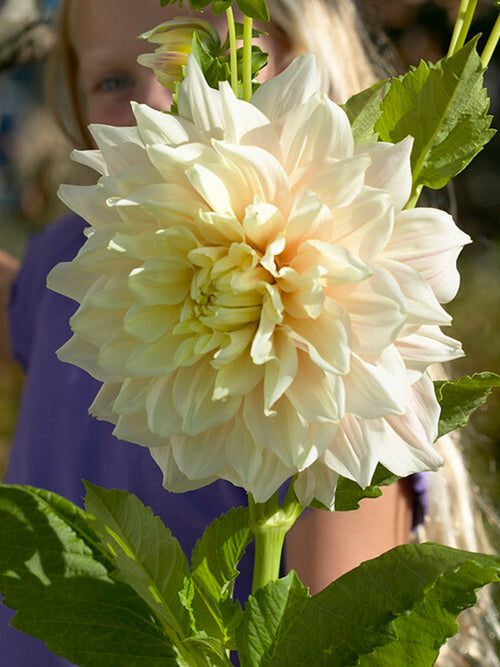 Dekorative Dahlien