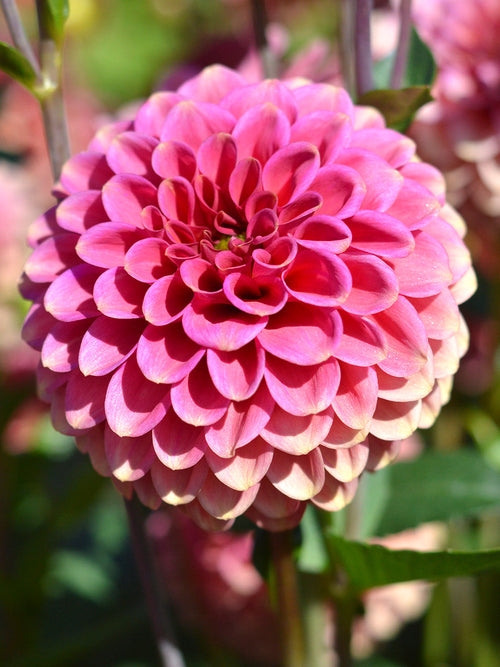  Pompon-Dahlien Burlesca