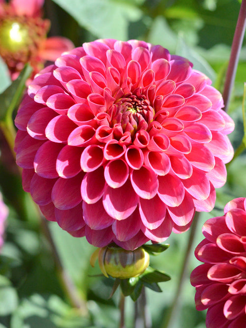 Ball- & Pompon-Dahlien kaufen Burlesca
